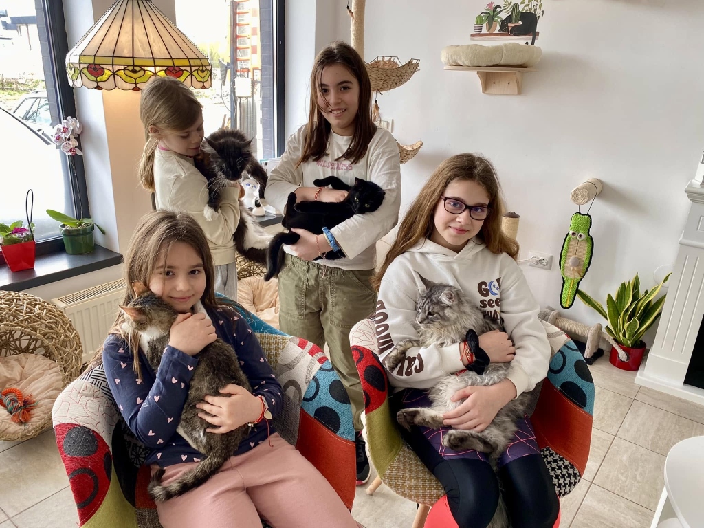 Pisici răsfățate și fericite la Cat Hotel
