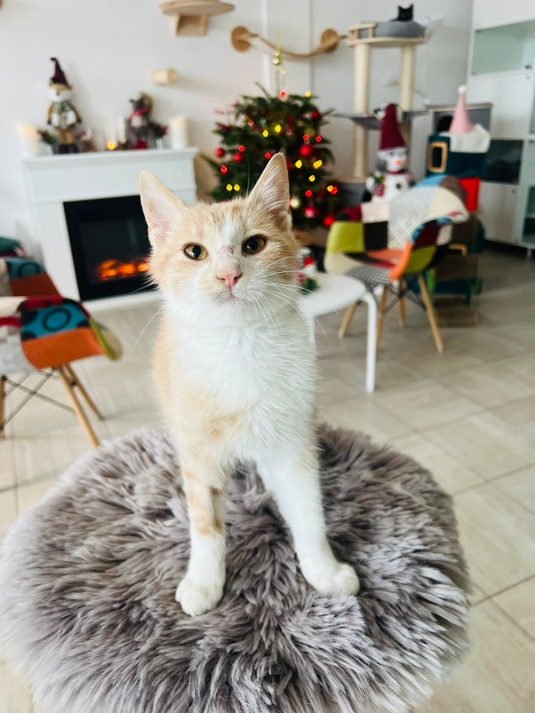 Living Cat Hotel LocalVet Tunari