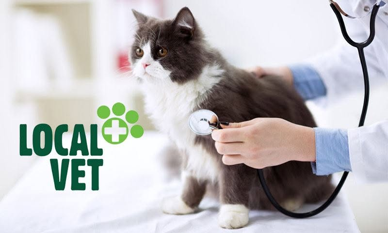 Cabinet Veterinar LocalVet Tunari - Dr. Ana-Maria Bratu