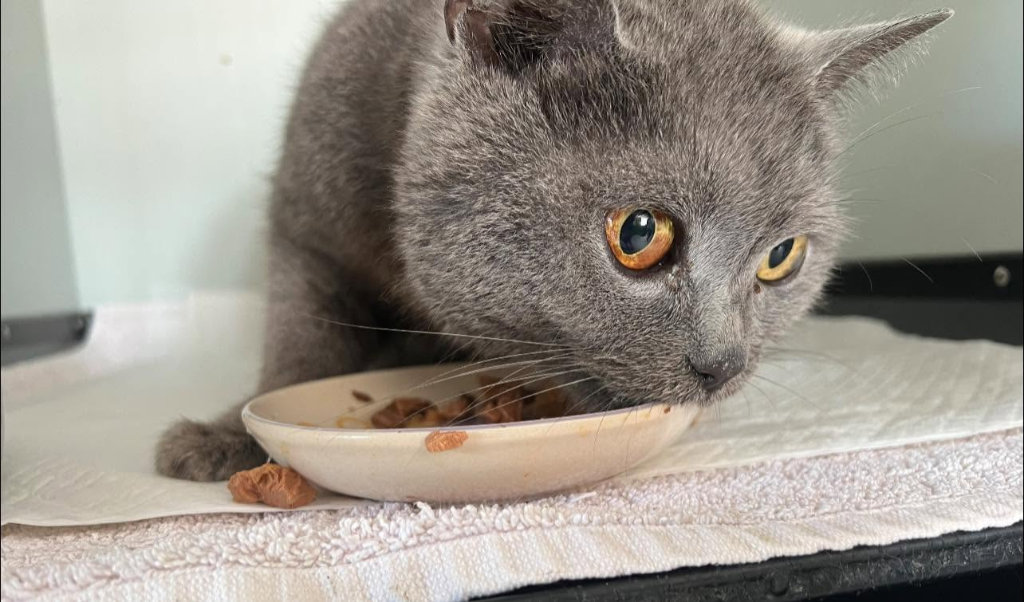 Pisică British Blue hrănită cu atenție